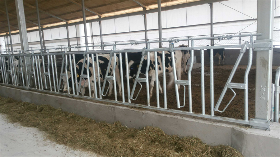 Bloqueig de cap de bestiar per a equips de ramaderia bovina01