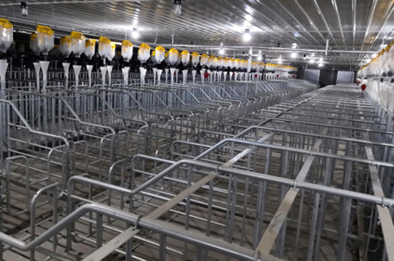 Gestation-Crates-used-in-pig-farms5