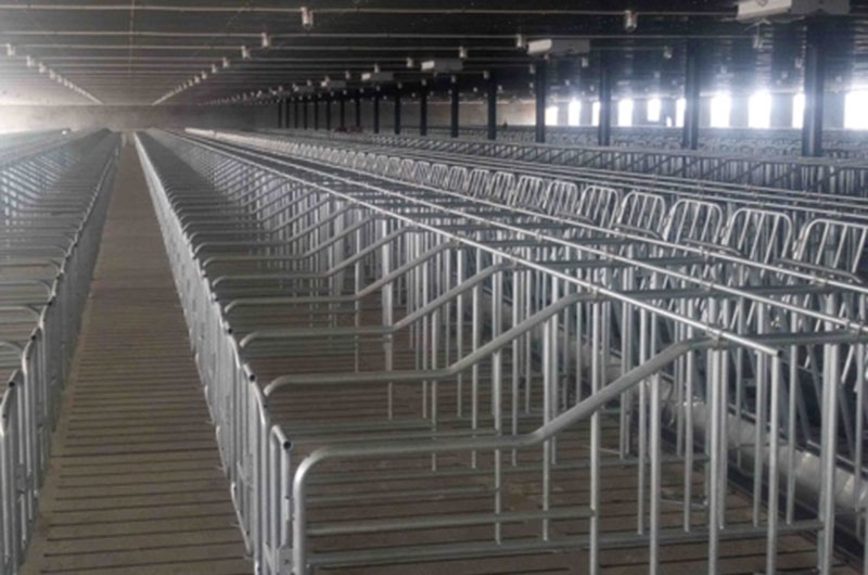 Gestation-Crates-used-in-pig-farms6