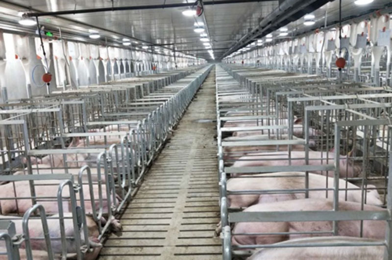 Gestacijski sanduci koji se koriste u farmama svinja7