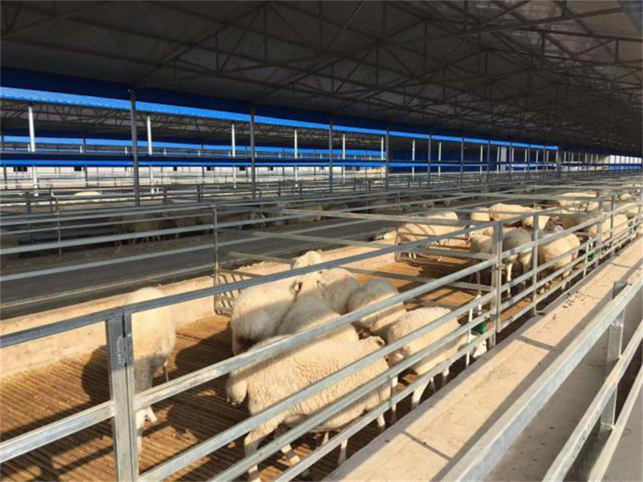 Ограда за овце и ограничители в оборудването за овцевъдство01