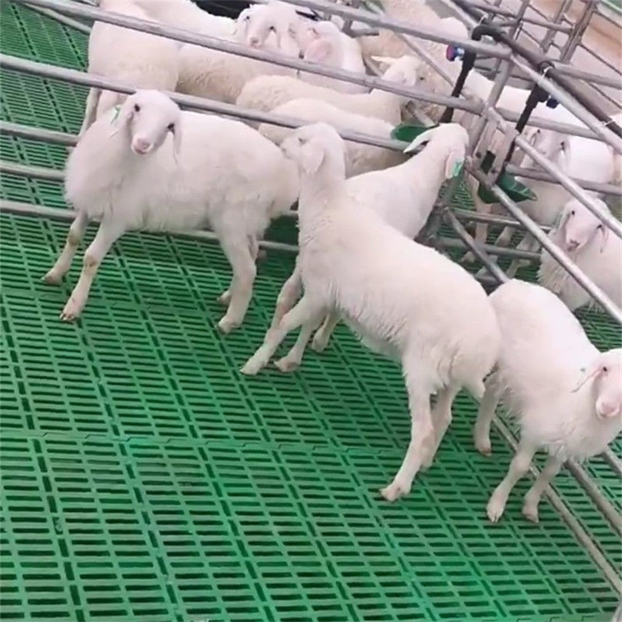 Schapenomheining en terughoudendheid in de schapenhouderij Equipme04