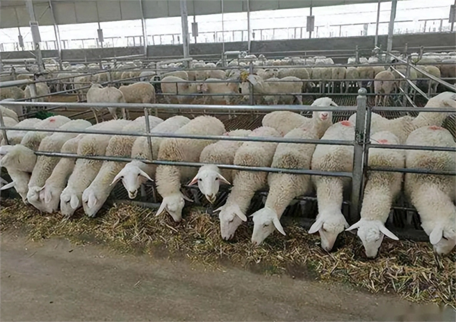 Avių tvora ir suvaržymas avininkystės įrangoje07