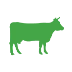 Cattle
