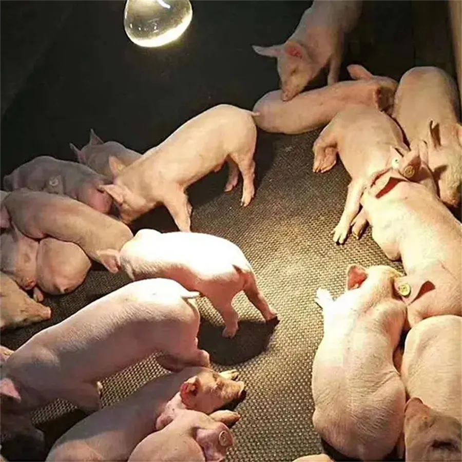 automatic animal feeding system automatic animal feeding system