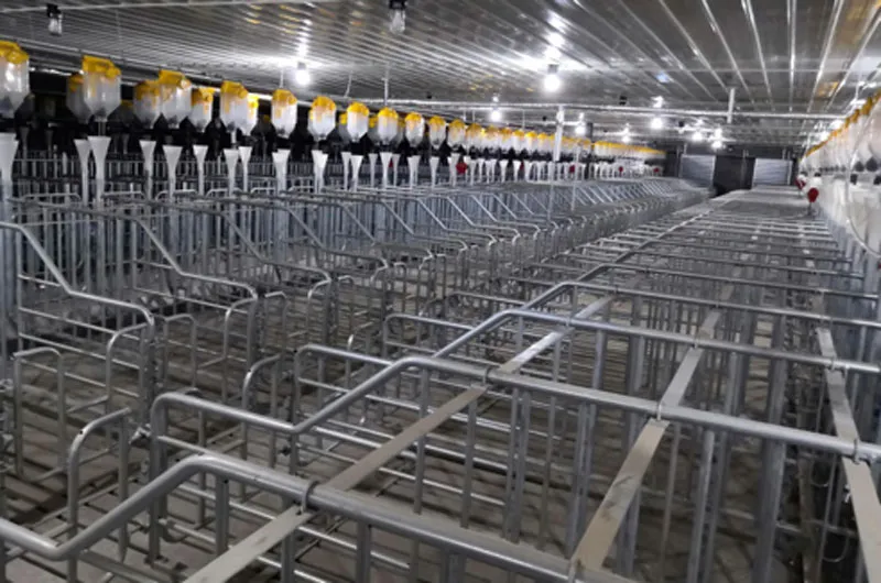 gestation crates for pregnant pigs gestation crates for pregnant pigs