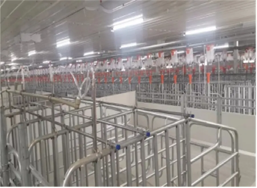 gestation pens for pigs gestation pens for pigs