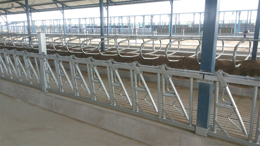Cattle Head Lock for Cattle Farming Equipment02