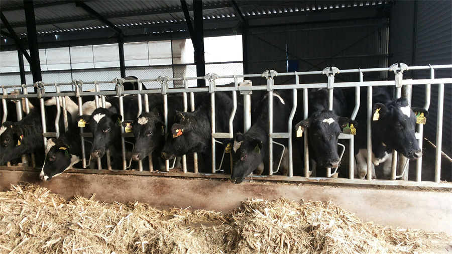 Cattle Head Lock for Cattle Farming Equipment04