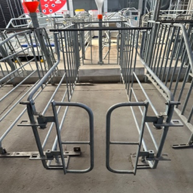 Gestation-Crates-with-steel-pipe-or-solid-bar-frame-4